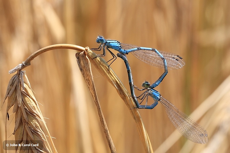 IMG_1336 Common Blue_Enallagma_cyathigerum.JPG